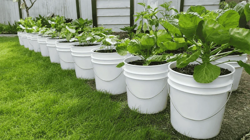 Grow Vegetables In A Plastic Bucket Grow Vegetables In A Plastic Bucket